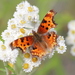 Polygonia gracilis zephyrus - Photo (c) Steve Ansell, μερικά δικαιώματα διατηρούνται (CC BY-NC), uploaded by Steve Ansell