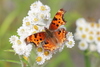 Zephyr Comma - Photo (c) Steve Ansell, some rights reserved (CC BY-NC), uploaded by Steve Ansell