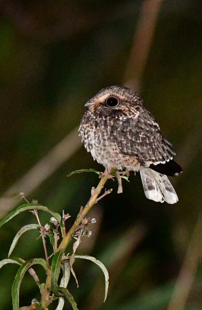 Sickle-winged Nightjar photo