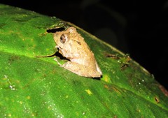 Pristimantis labiosus