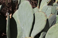 Opuntia cacanapa