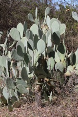 Opuntia cacanapa