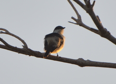 Lalage leucopyga simillima