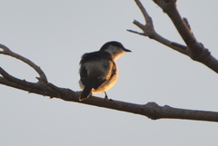 Lalage leucopyga simillima