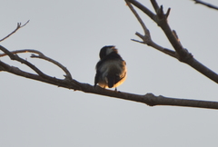 Lalage leucopyga simillima