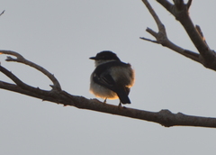 Lalage leucopyga simillima