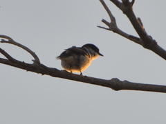 Lalage leucopyga simillima