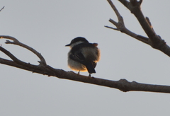 Lalage leucopyga simillima