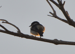 Lalage leucopyga simillima