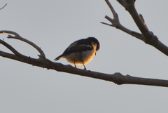 Lalage leucopyga simillima