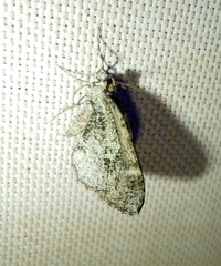 Stamnodes gibbicostata