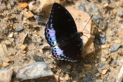 Lexias cyanipardus