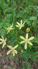 Triteleia ixioides scabra
