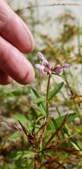 Stachys hyssopifolia