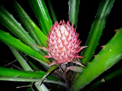Ananas macrodontes
