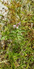 Stachys hyssopifolia