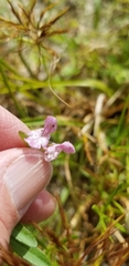Stachys hyssopifolia