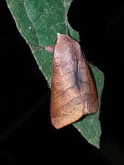 Marilopteryx lamptera