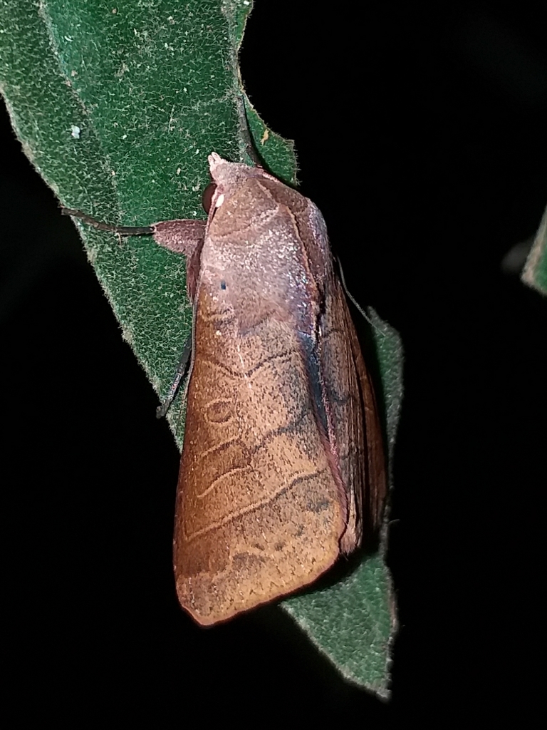 Marilopteryx lamptera