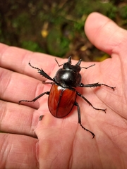 Neolucanus doro doro