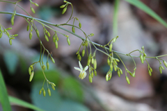 Dianella caerulea producta