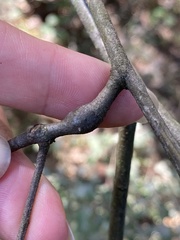 Zapatella quercusmedullae