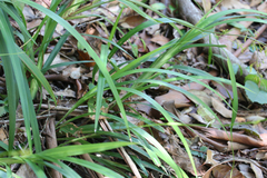 Dianella caerulea producta