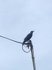 Corvus splendens protegatus