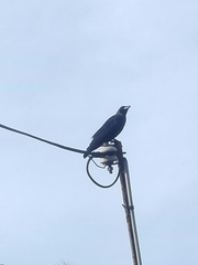 Corvus splendens protegatus