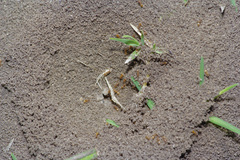 Forelius pruinosus