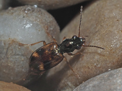 Bembidion articulatum