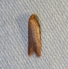 Platoloncha psamathina