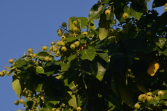 Hernandia nymphaeifolia