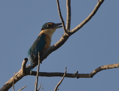 Todiramphus sanctus macmillani