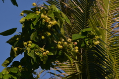 Hernandia nymphaeifolia