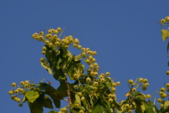 Hernandia nymphaeifolia