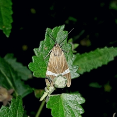 Aclytia heber