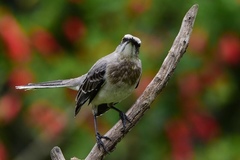 Mimus gilvus tolimensis