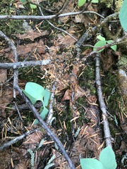 Tuckermanopsis subalpina