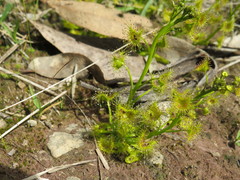 Drosera hookeri
