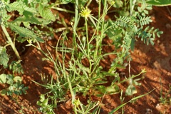 Ptilotus gaudichaudii