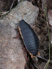 Polyzosteria limbata
