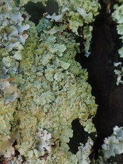 Flavoparmelia soredians