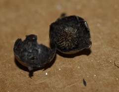Amphibolips melanocera