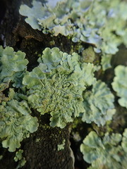 Flavoparmelia soredians