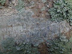 Lecanora argentata