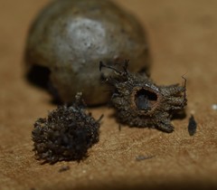 Amphibolips melanocera
