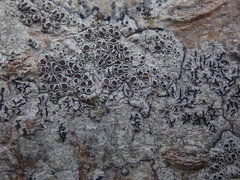 Lecanora argentata