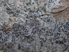 Lecanora argentata