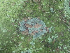 Heterodermia obscurata